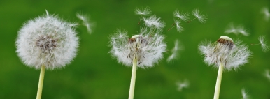 drei Pusteblumen