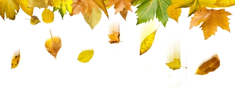 Border of autumn leaves