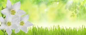 Banners with white daffodils