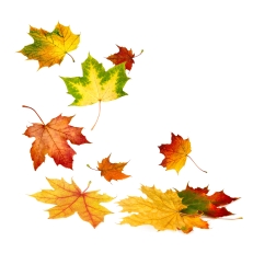 Fallende Herbstblätter auf weiß