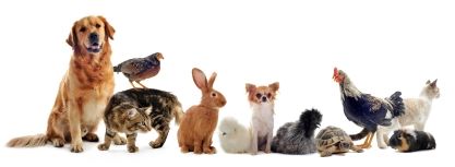 animaux de compagnie