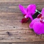 Orchidee auf Holzuntergrund